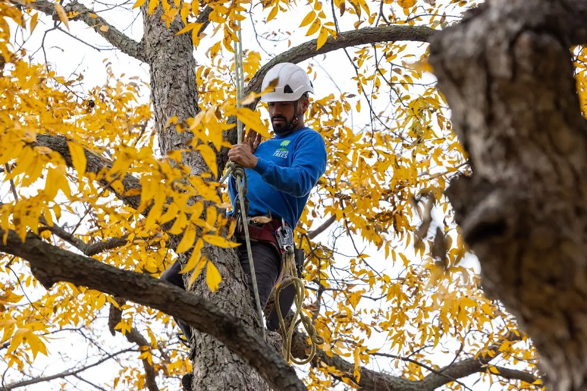 Skilled Tree Transplanting crew working in Van Vleet